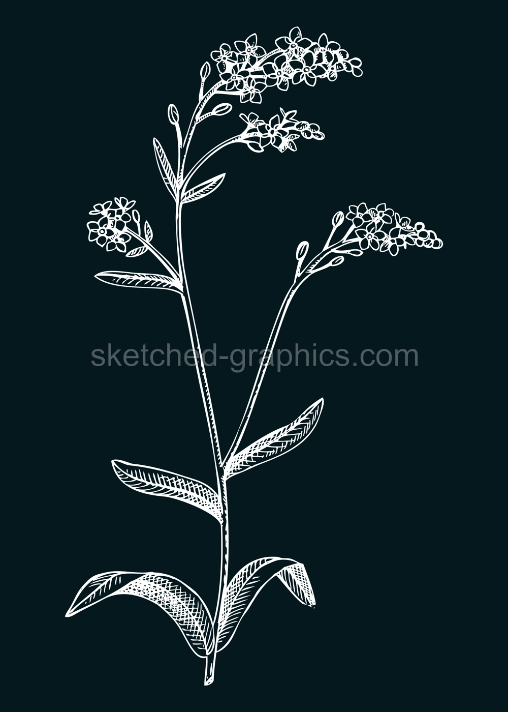 Hand drawn summer flower sketch. Woodland forget-me-not botanical vector illustration. Wildflower drawing on chalkboard. Flowering plant with blue flowers. Floral design element in engraved style Illustration